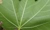 Ficocyba ficaria